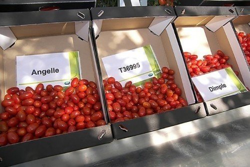 Оборудование для фасовки томатов черри