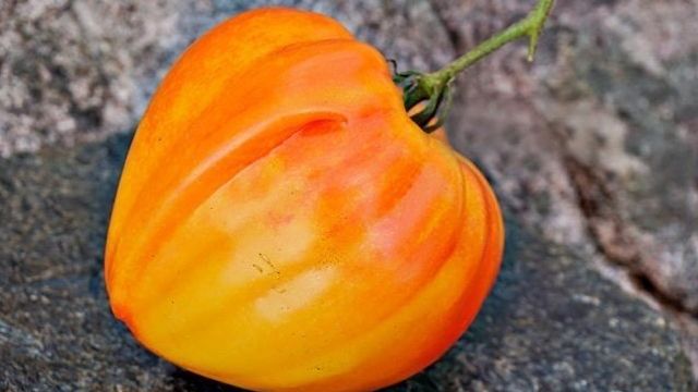 Красивые и вкусные помидоры — томат «Оранжевый Русский 117»