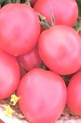 Сорт помидор де барао розовый