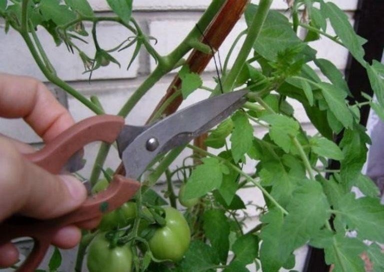 Срезать листья томата