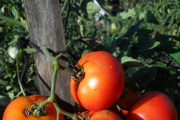 Белла росса помидоры