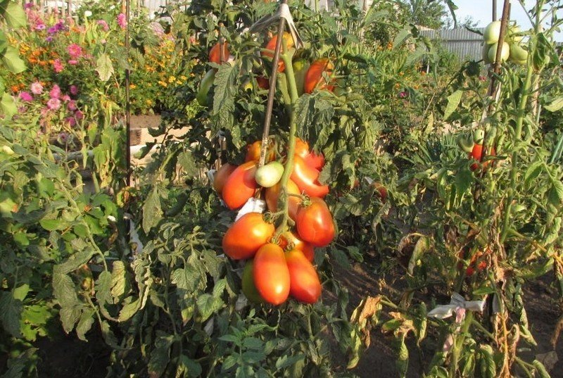 Царевна лебедь томат сады россии