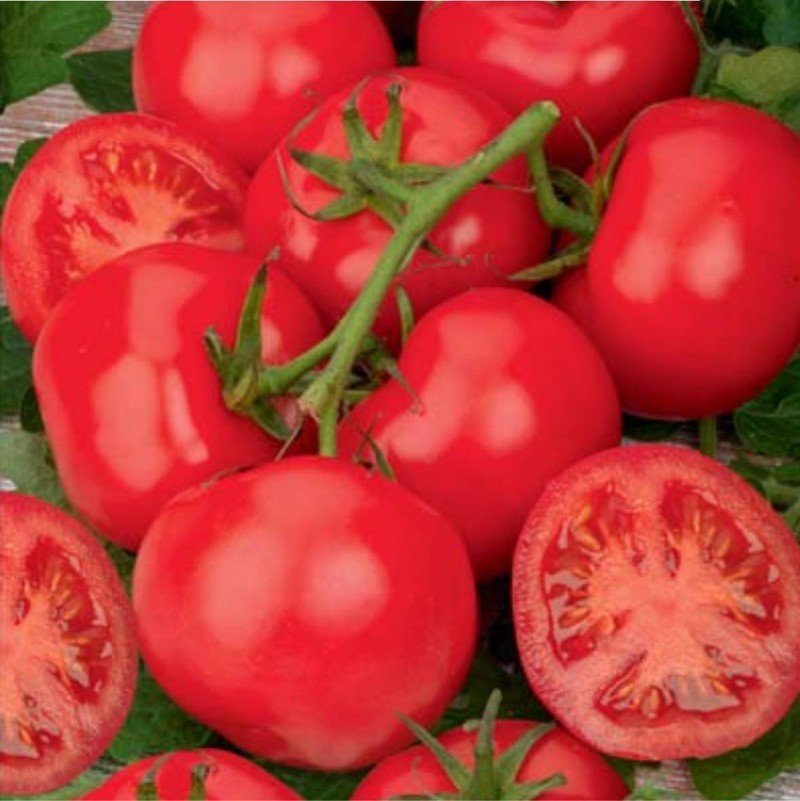 Сорт томатов дубок