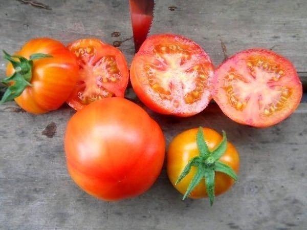 Сорт томатов санька