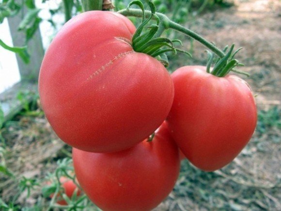 Сорт томатов бычье сердце