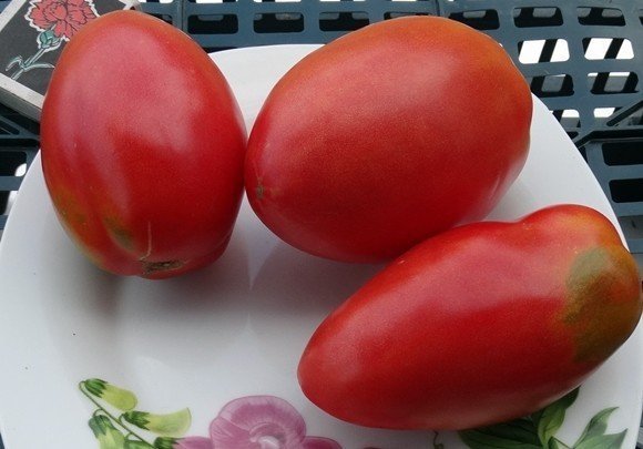 Сорт томата перцевидный крепыш