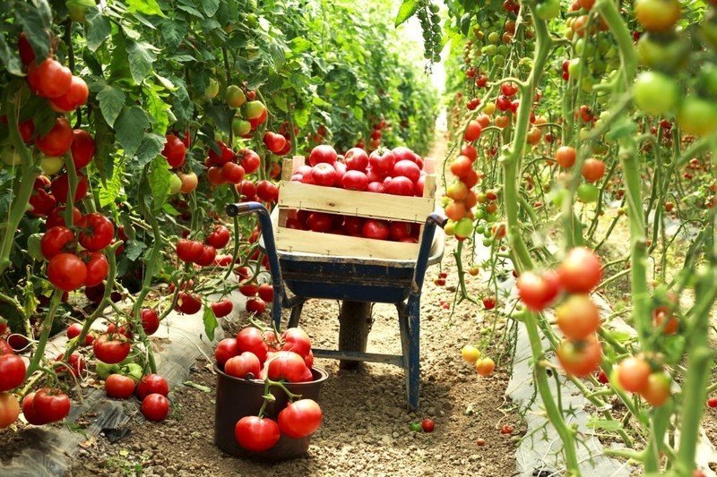 Супер урожай помидор