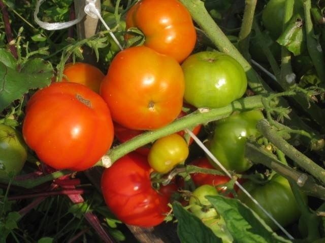 Сорт томатов хурма