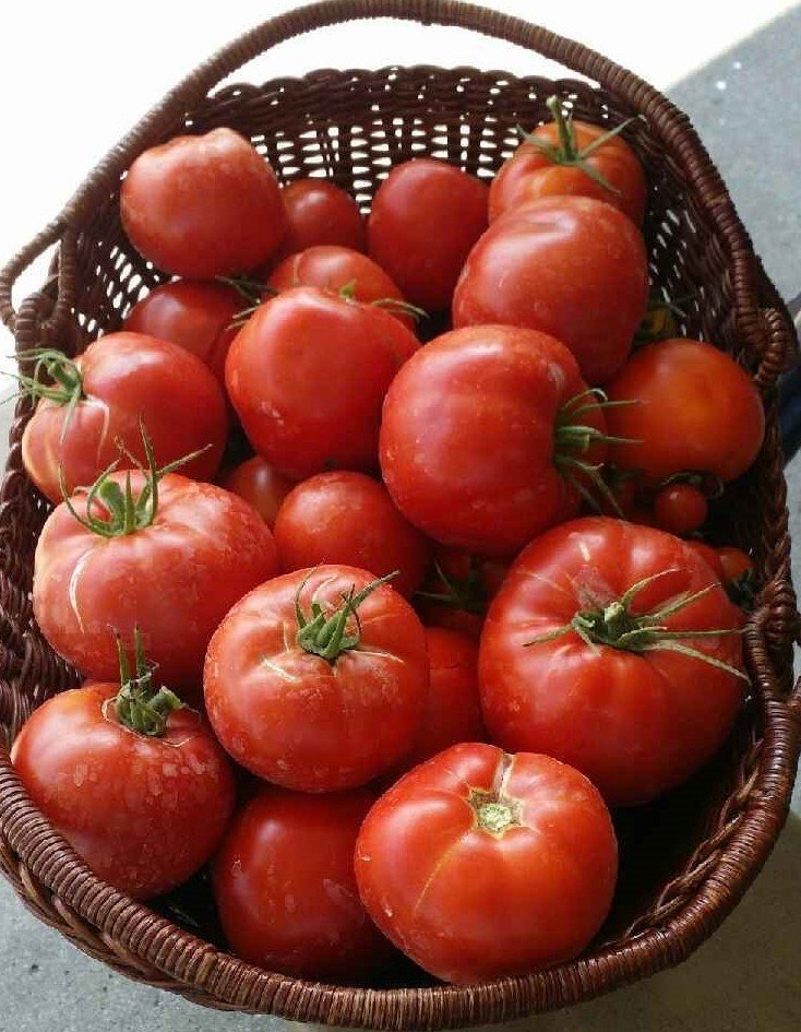 Сорт помидор фаворит