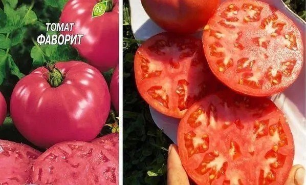 Томат фаворит помидома