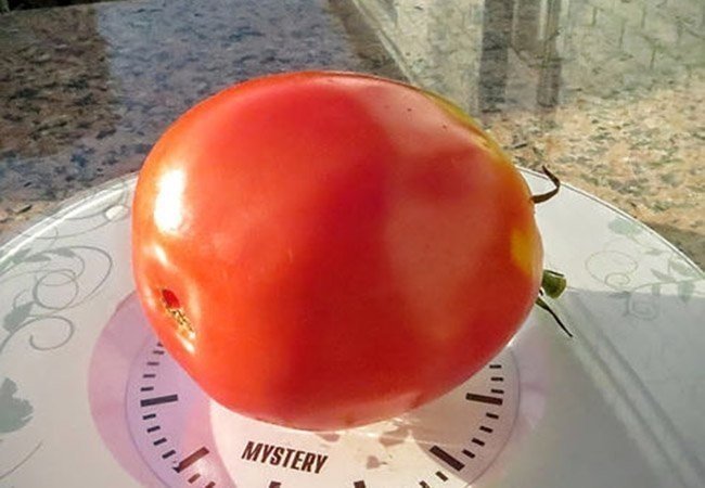 Сорт томатов гусиное яйцо
