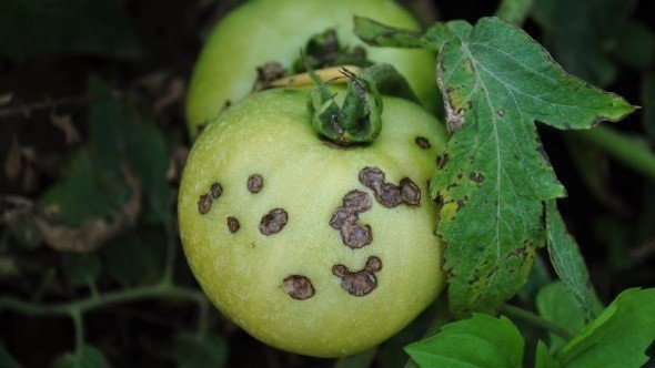 Phosphorus deficiency in apple trees