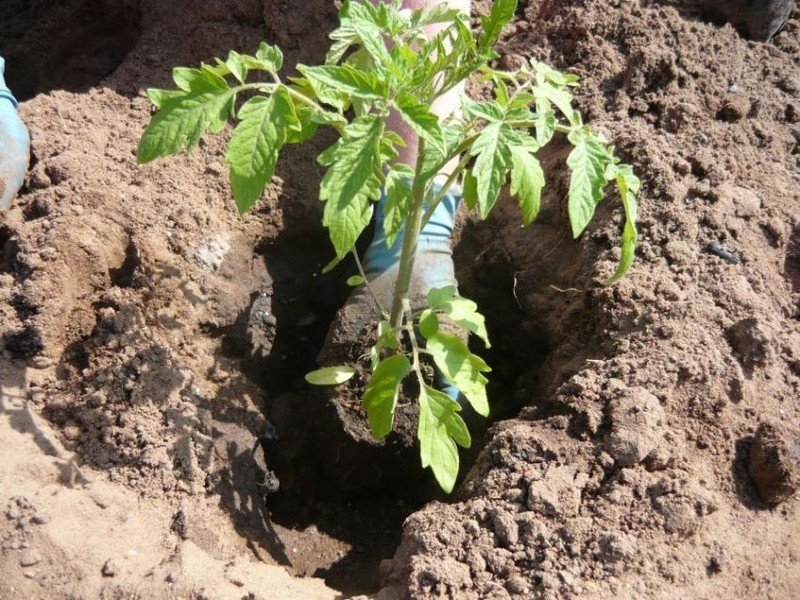 Высадка рассады томатов в грунт