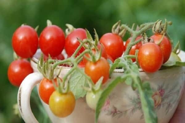 Умное хозяйство помидоры