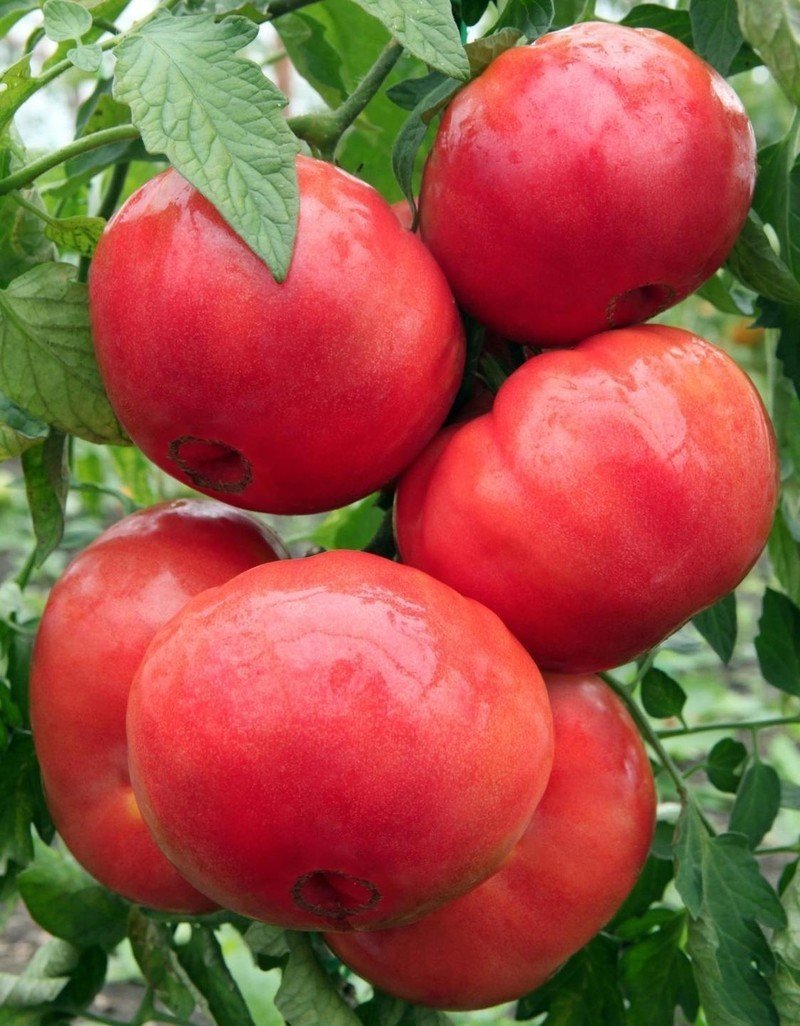 Сады россии малиновое чудо помидоры