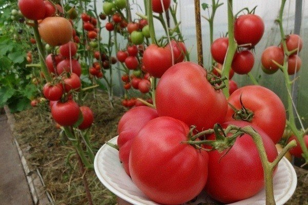 Сорт томатов малиновка