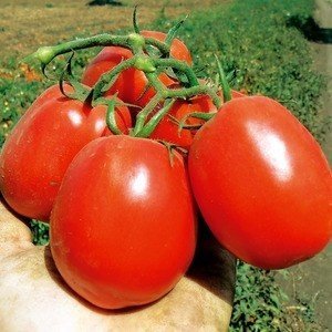 Сорт помидор груня