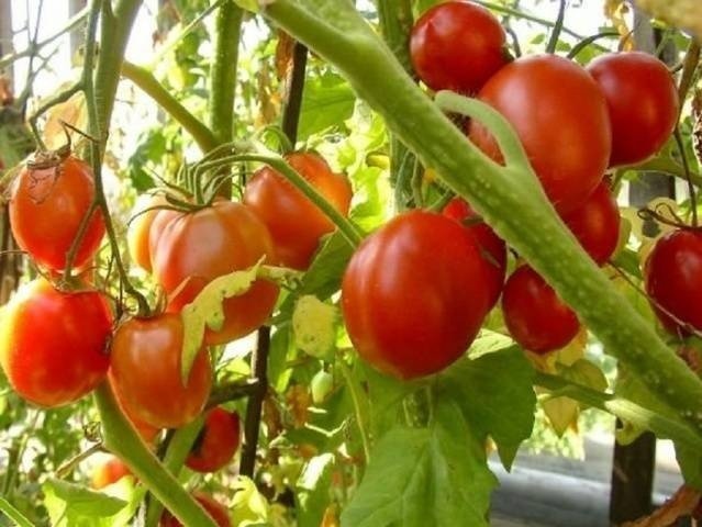 Сорт помидоров «мобил»