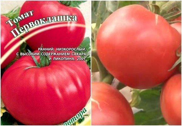 Сорт помидор первоклашка