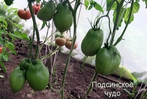 Сорт помидоров подсинское чудо