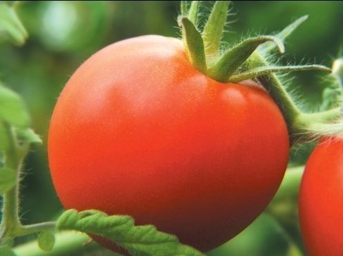 Лежкий сорт помидоров
