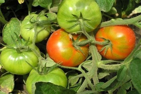 Ускоритель созревания томатов