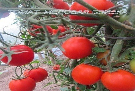 Сорт помидор самарский