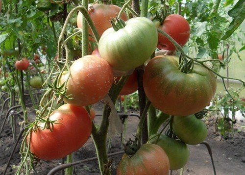 Гроздевые сорта томатов для теплиц
