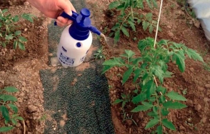 Опрыскивание томатов после высадки в грунт