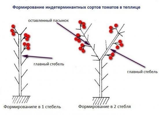 Схема формирования индетерминантного томата
