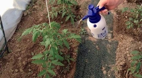 Препараты от фитофторы на помидорах открытого грунта